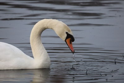 Swan swimming in lake