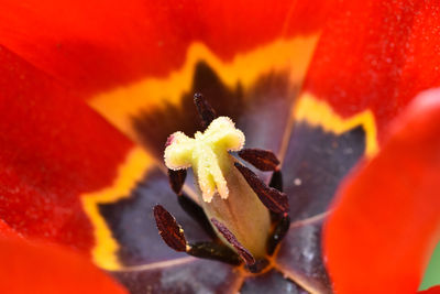 Macro shot of yellow flower