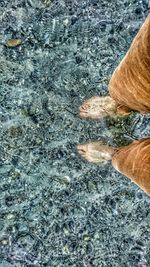 Low section of man standing in water