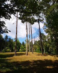 Trees on field against sky