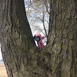 Close-up of tree trunk