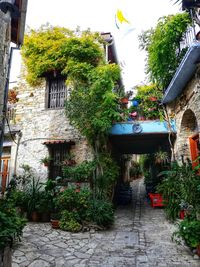 Potted plants on footpath amidst buildings in city