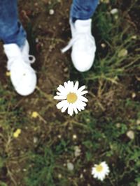 Low section of white flowering plants on field