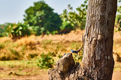 Bird perching on tree trunk