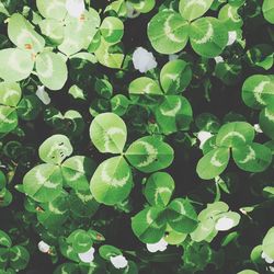 Full frame shot of leaves