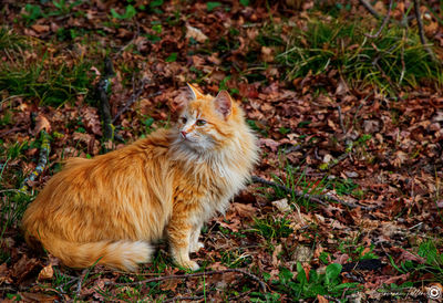 Side view of a rabbit on field