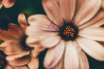 Close-up of white flower