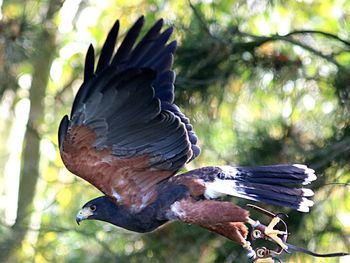 Close-up of birds flying over plants