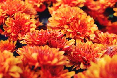 Close-up of orange flowers