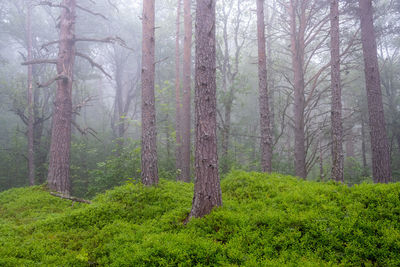 Mystic foggy pine tree forest seen in norway
