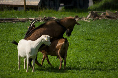 Horses grazing on field