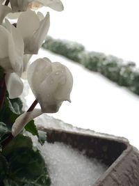 Close-up of flower growing on plant