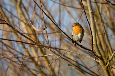 Robin perching on bare tree
