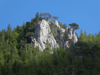 Low angle view of trees against clear sky