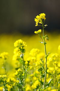 Close-up of yellow flowering plant