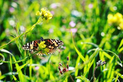Close-up of butterfly pollinating on flower