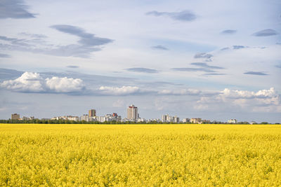 Scenic view of oilseed rape field against sky