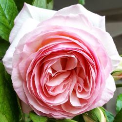 Close-up of pink rose