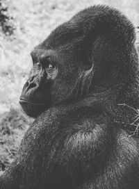 Portrait of gorilla on field