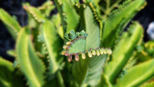 Close-up of green plant