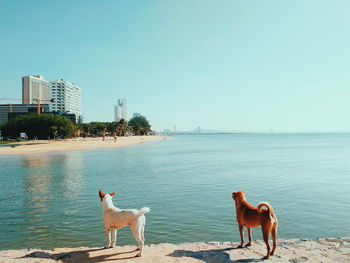 Dog by sea against clear sky