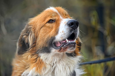 Close-up of dog looking away