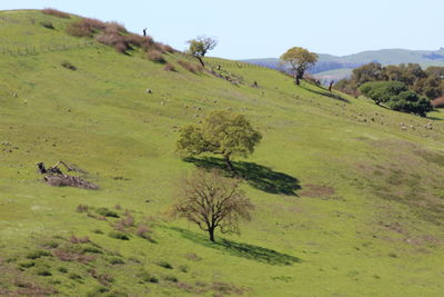 Scenic view of trees on field against sky
