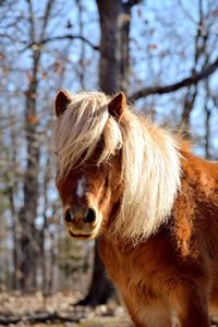 Close-up of a horse