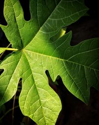 High angle view of leaves on plant