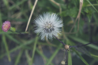 Close-up of flower growing outdoors