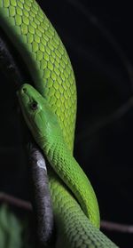 Close-up of snake