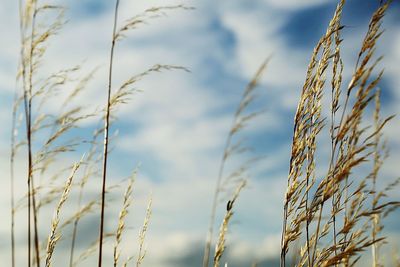 Close-up of wheat field