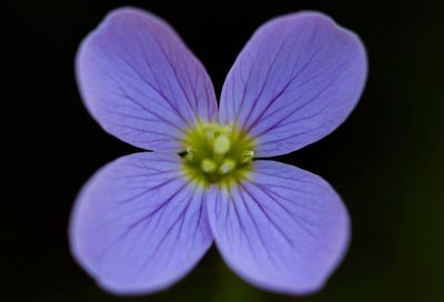 Close-up of flower blooming against black background