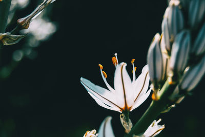 Close-up of white flowering plant