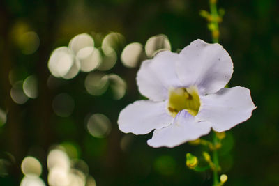 Close-up of white flowers blooming outdoors