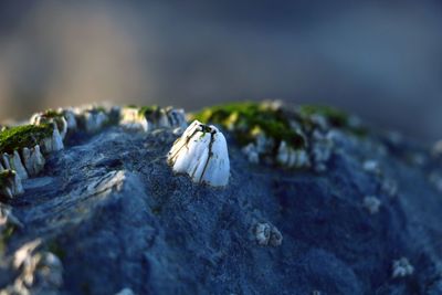 Close-up of insect on rock