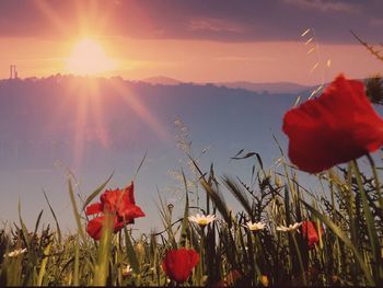 Close-up of poppies blooming on field against sky during sunset