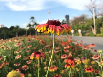 Close-up of flowers blooming on field against sky