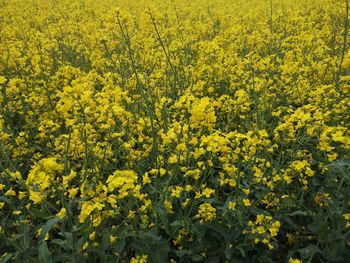 Yellow flowering plants on field