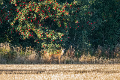 View of roe deer on field