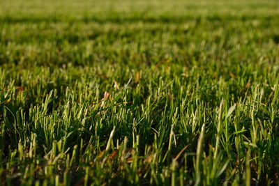 Full frame shot of crops growing on field