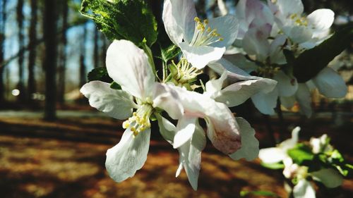 Close-up of white flowers blooming on tree