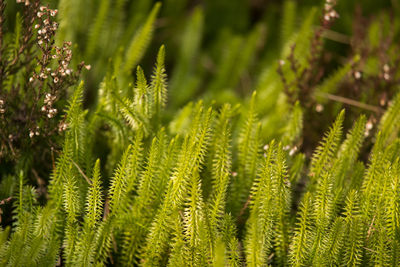 Close-up of pine tree