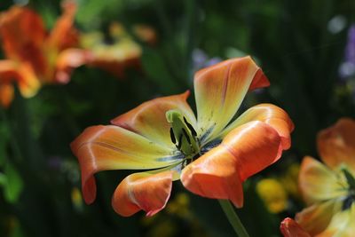 Close-up of orange rose flower