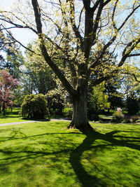 Trees growing on grassy field