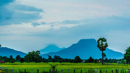 Scenic view of agricultural field against sky