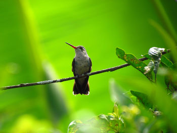 Close-up of bird perching on plant