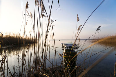 Close-up of stalks against calm lake at sunset