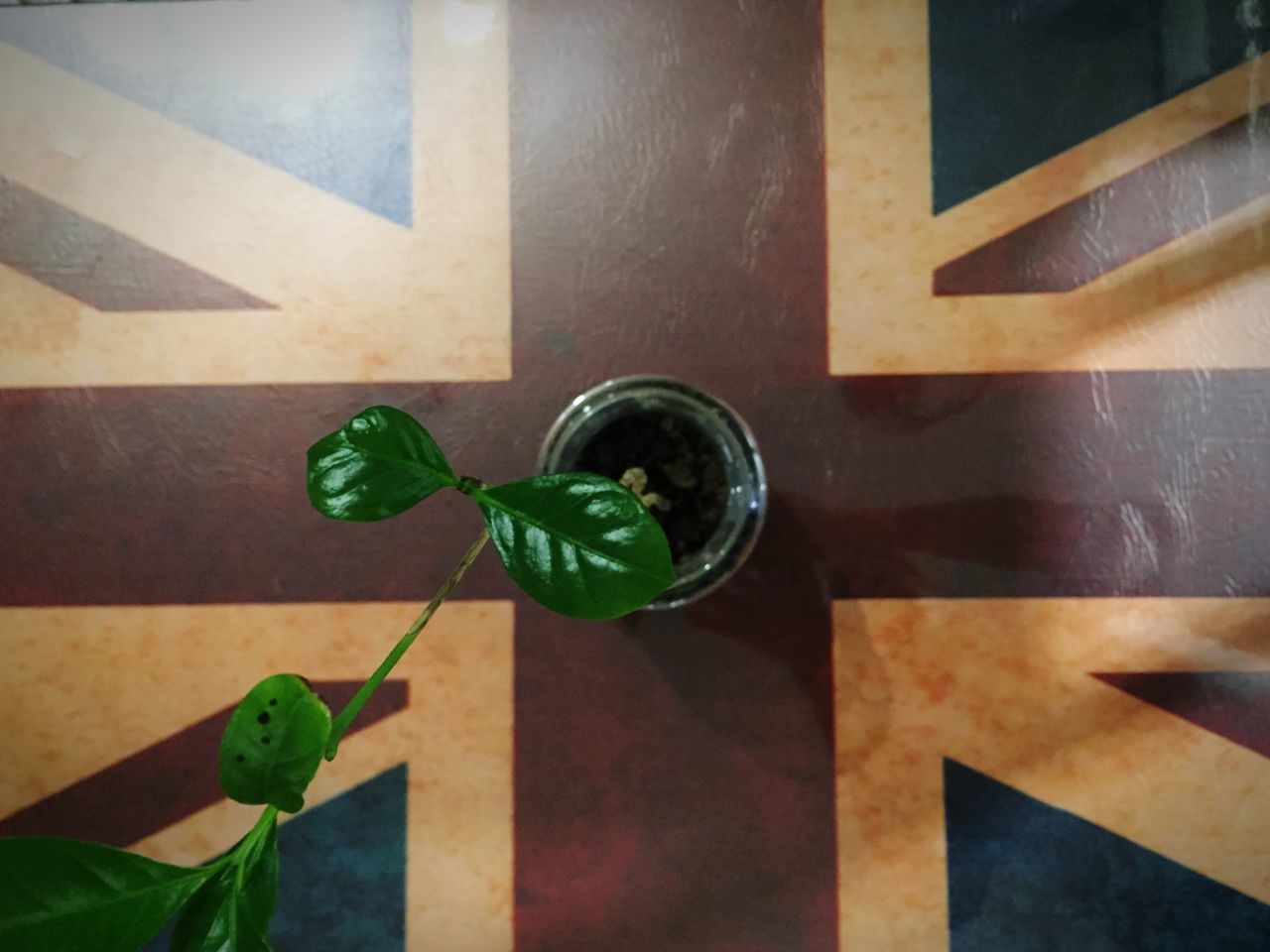 green color, table, leaf, indoors, wood - material, potted plant, plant, high angle view, wooden, close-up, no people, growth, shadow, freshness, day, wall - building feature, sunlight, still life, green, glass - material