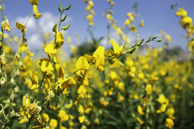 Close-up of yellow flowering plants on field